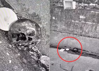 Crânio encontrado em um rodovia - Reprodução