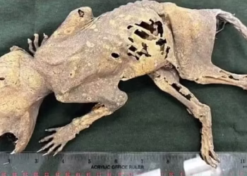 Criatura com mão humanas é encontrada por cientistas - Foto: Reprodução/Youtube