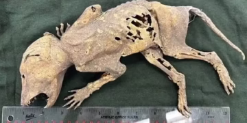 Criatura com mão humanas é encontrada por cientistas - Foto: Reprodução/Youtube