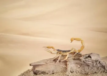 Escorpião - Reprodução/iStock