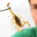 Aumento de escorpiões deixa Vigilância Sanitária em alerta - Imagem: Divulgação/Ministério da Saúde