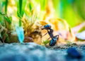 Formiga - Reprodução/iStock