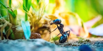 Formiga - Reprodução/iStock