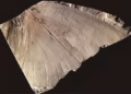 Foto: Paleontological Research/Reprodução