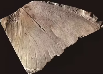 Foto: Paleontological Research/Reprodução