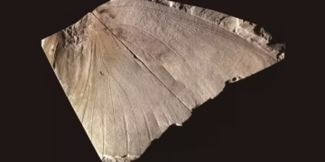 Foto: Paleontological Research/Reprodução