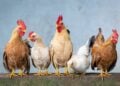 Três países cancelam importação de frango do Brasil - Imagem: Pixabay