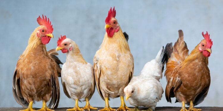 Três países cancelam importação de frango do Brasil - Imagem: Pixabay