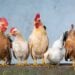 Três países cancelam importação de frango do Brasil - Imagem: Pixabay