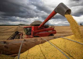 Produção de grãos pode aumentar muito, mas preços devem continuar - imagem: Agência Brasil