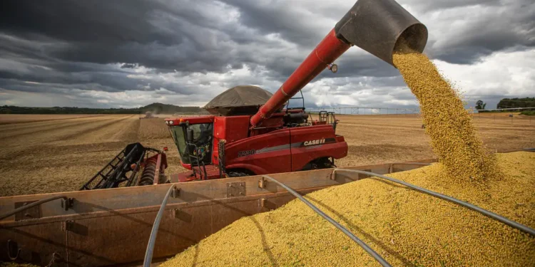 Produção de grãos pode aumentar muito, mas preços devem continuar - imagem: Agência Brasil