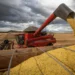 Produção de grãos pode aumentar muito, mas preços devem continuar - imagem: Agência Brasil