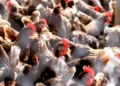 Gripe Aviária - Reprodução/iStock