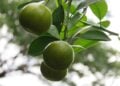 Dica prática para ter limoeiro saudável e cheio de frutos - Imagem: Pixabay