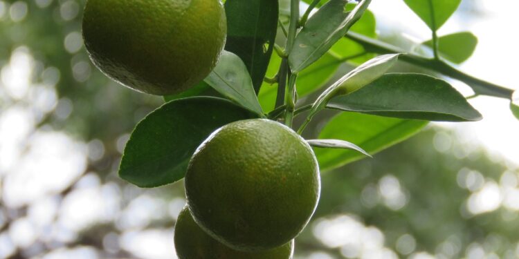 Dica prática para ter limoeiro saudável e cheio de frutos - Imagem: Pixabay