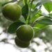 Dica prática para ter limoeiro saudável e cheio de frutos - Imagem: Pixabay