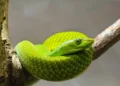 Mamba-verde - Reprodução/iStock