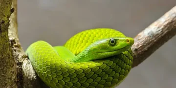 Mamba-verde - Reprodução/iStock