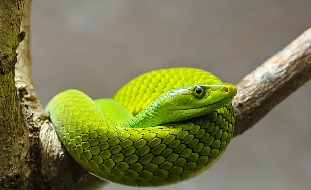 Mamba-verde - Reprodução/iStock