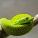 Mamba-verde - Reprodução/iStock