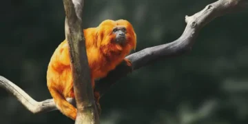 Mico-leão-dourado - Reprodução/iStock