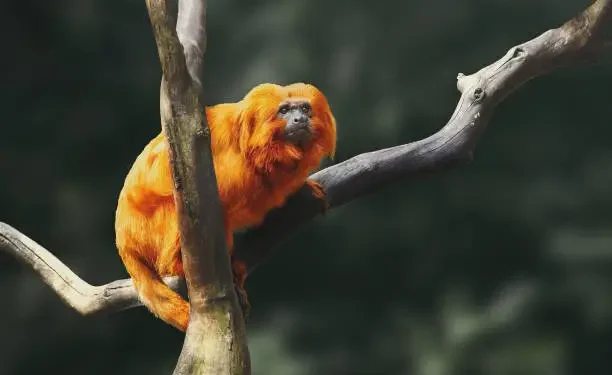 Mico-leão-dourado - Reprodução/iStock