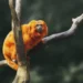 Mico-leão-dourado - Reprodução/iStock