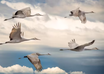 Migração de aves - Reprodução/iStock