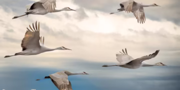 Migração de aves - Reprodução/iStock