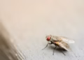 Mosca - Reprodução/Unsplash
