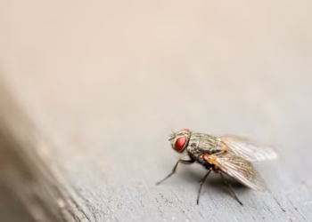Mosca - Reprodução/Unsplash