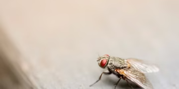 Mosca - Reprodução/Unsplash