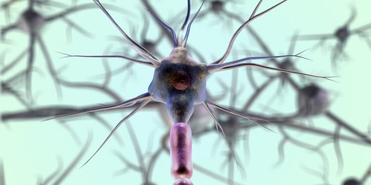 Seu neurônio será regenerado com alimento - Imagem: Pixabay