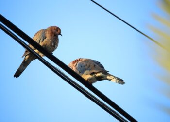 Motivo pelo qual pássaros não tomam choque em fios elétricos - imagem: Pixabay
