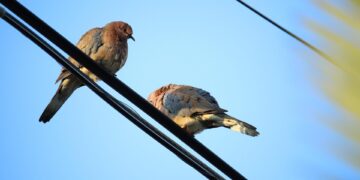 Motivo pelo qual pássaros não tomam choque em fios elétricos - imagem: Pixabay