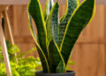 Plantas que vão trazer mais dinheiro para sua casa - Imagem: Pixabay