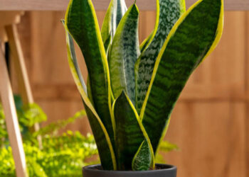 Plantas que vão trazer mais dinheiro para sua casa - Imagem: Pixabay