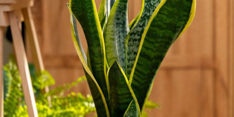 Plantas que vão trazer mais dinheiro para sua casa - Imagem: Pixabay