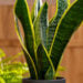 Plantas que vão trazer mais dinheiro para sua casa - Imagem: Pixabay