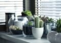Ter muitas plantas em casa pode revelar traços da sua personalidade - Imagem: Pixabay