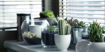 Ter muitas plantas em casa pode revelar traços da sua personalidade - Imagem: Pixabay