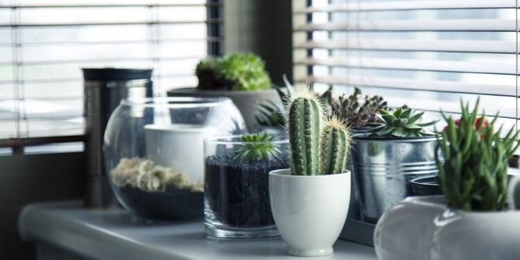 Ter muitas plantas em casa pode revelar traços da sua personalidade - Imagem: Pixabay