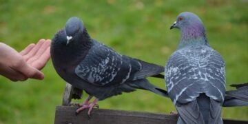 Você sabia que pombos eram animais domésticos? - Imagem: Pixabay
