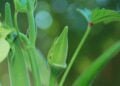 Plantar quiabo forte e sem fiapos é mais fácil do que imagina - Imagem: Pixabay