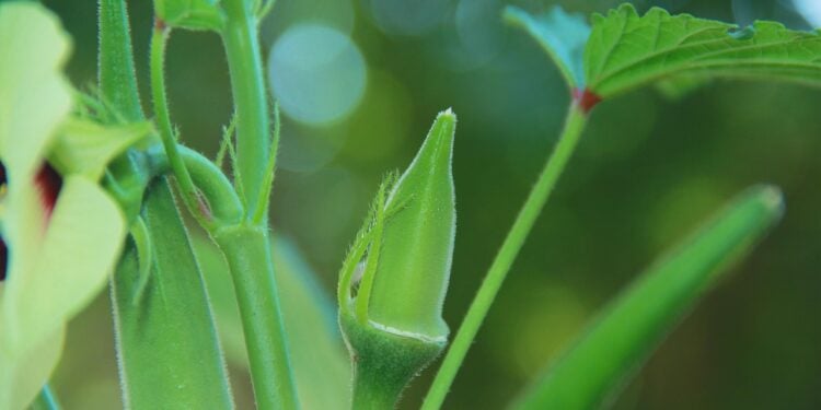 Plantar quiabo forte e sem fiapos é mais fácil do que imagina - Imagem: Pixabay