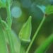 Plantar quiabo forte e sem fiapos é mais fácil do que imagina - Imagem: Pixabay