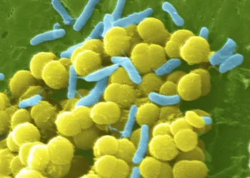 Superbactéria pode ser eliminada com fungo da pele - Imagem: Divulgação/Institutos de saúde dos Estados Unidos