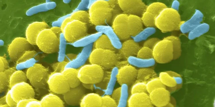 Superbactéria pode ser eliminada com fungo da pele - Imagem: Divulgação/Institutos de saúde dos Estados Unidos