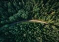 Mudança climática pode agravar com plantio de árvores