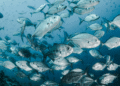 Pescaria pode estar mudando como o oceano funciona